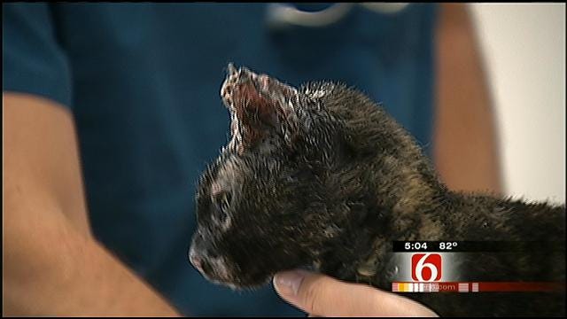 Creek County Families Return Home To Find Pets Injured, Burned