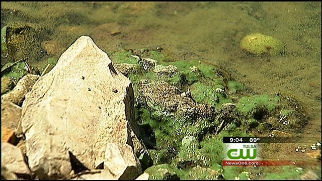 Algae Found At Grand Lake A Powerful Poison