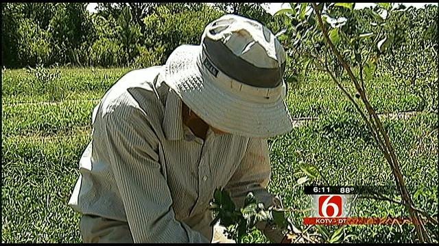 Oklahoma's Agriculture Industry Faces Need For Younger Farmers