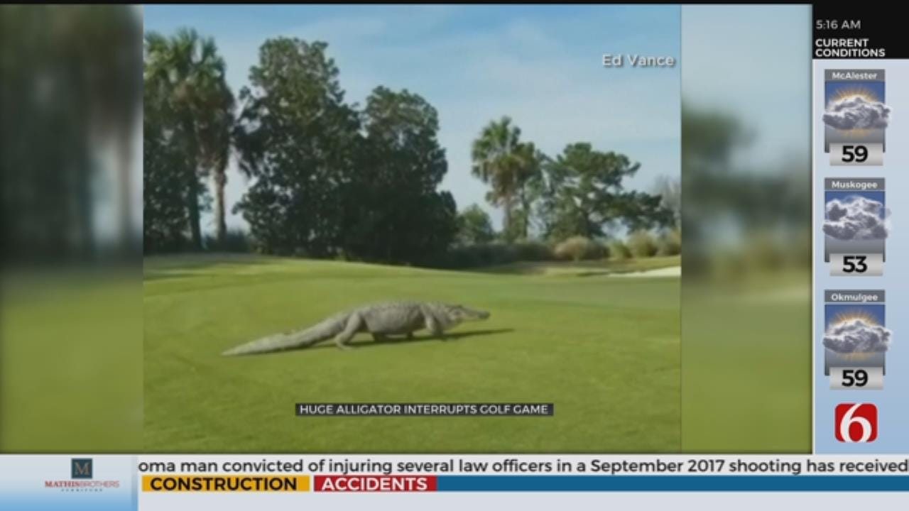 WOW: Enormous Alligator Takes Stroll On Georgia Golf Course