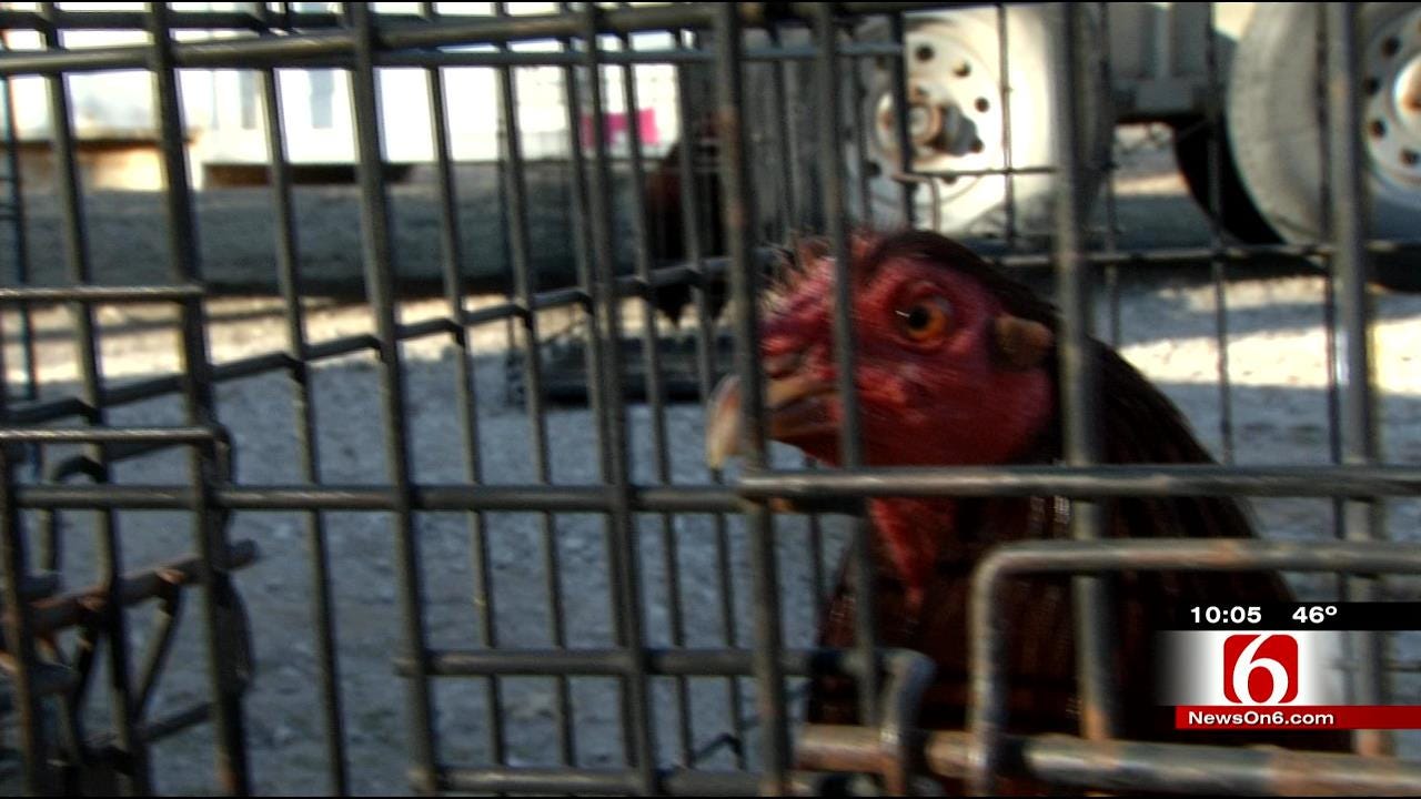 Terlton Man Arrested For Raising Roosters For Cockfighting