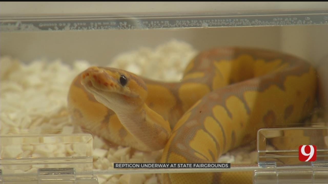 Nationwide Expo Repticon Brings Thousands Of Reptiles OKC