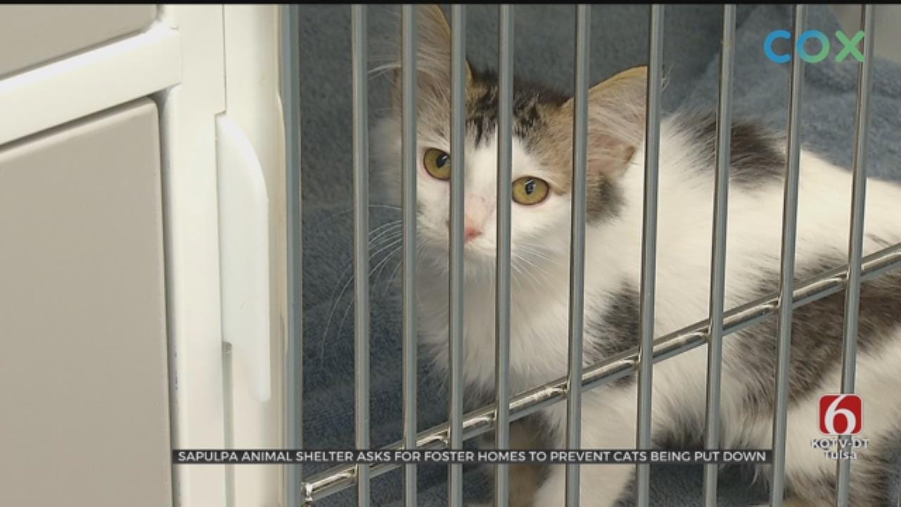 Sapulpa Animal Shelter May Have To Euthanize Cats To Avoid Disease Spreading
