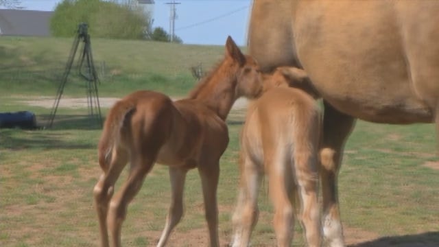 WEB EXTRA: Twin Horses Romp Around With Mother