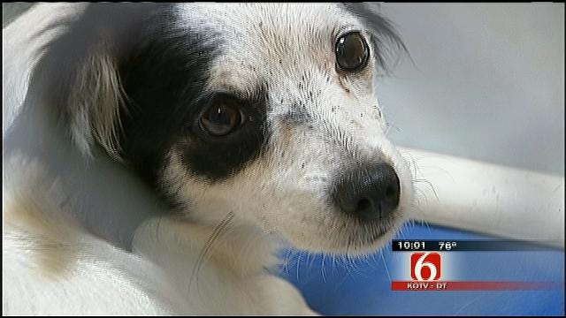 Tulsa Woman Jailed After 7 Dogs, 22 Cats Removed From Home
