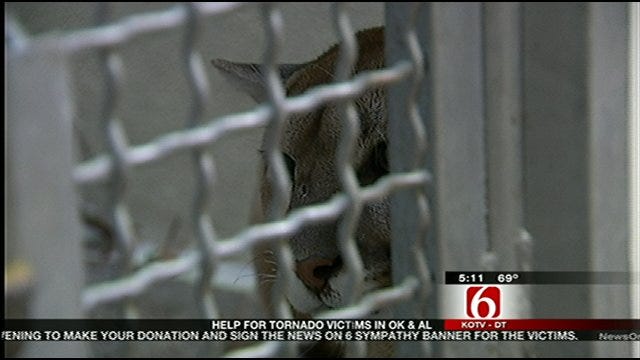 Captured Mountain Lion Continues Her Recovery At Tulsa Zoo