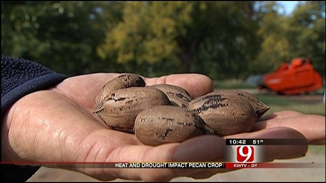 Drought Doesn't Dry Up Pecans In Luther