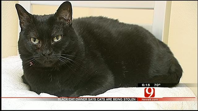Metro Pet Owners Concerned As Black Cats Go Missing on Halloween