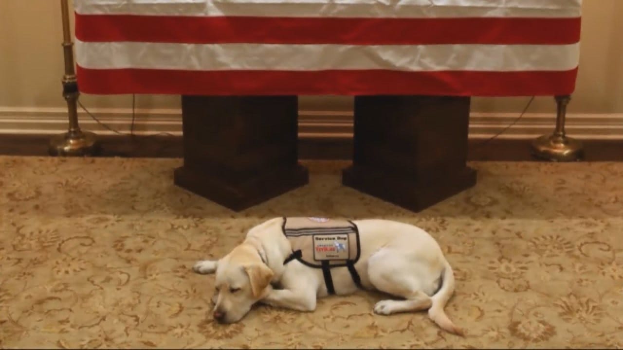 President George HW Bush's Service Dog To Work With Veterans On Next Mission
