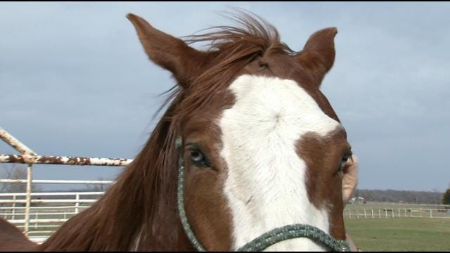 Oklahoma Rancher Says Horse Slaughter Is Lesser Of Two Evils