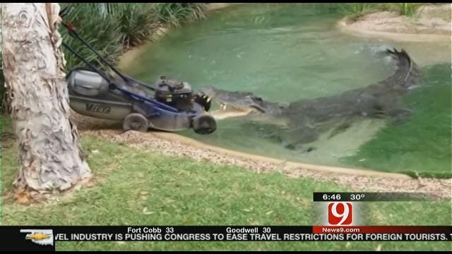 Big Crocodile Snatches Lawnmower