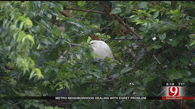 Residents Say Egrets Are Wreaking Havoc In SE OKC Neighborhood