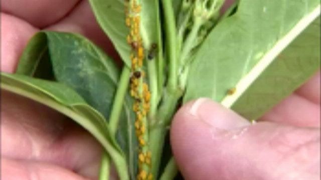 WEB EXTRA: Video Of Aphids On Flowering Plants