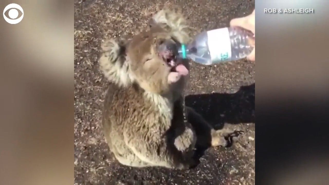 Injured Koala Drinks From Water Bottle Amid Fires In Australia
