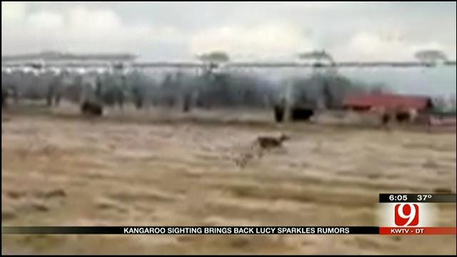 Oklahoma Hunter Catches Kangaroo On Camera