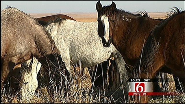 Oklahoma Spending Millions Of Taxpayer Dollars To House Wild Horses