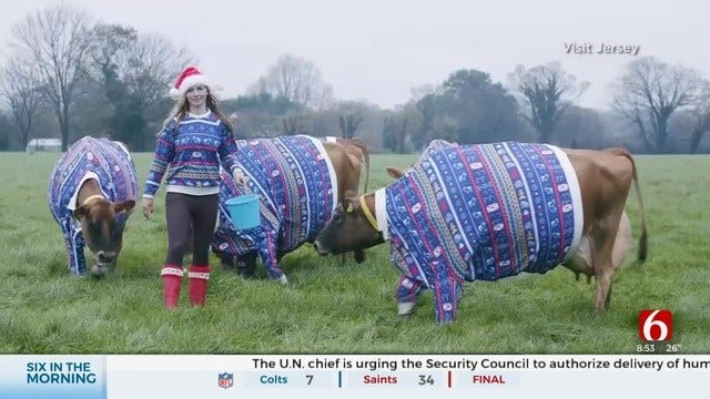 6 In The Morning Fun: Dairy Farmer Dresses Cows In Christmas Sweaters