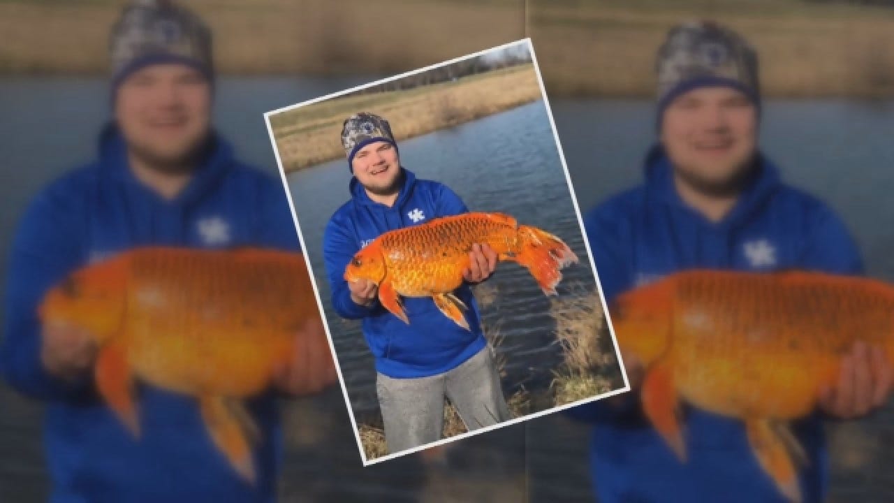 Massive 20-Pound 'Goldfish' Reeled In Using Just A Biscuit