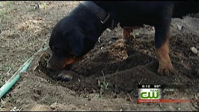 Rottweiler Surprises Owasso Family By Showing Human-Like Behavior
