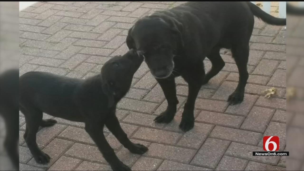 Family Finds Black Lab Puppy Lost In Fatal Dennis Byrd Wreck
