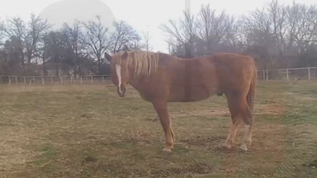 Oklahoma Veteran Finds Out Horse Died In Care Of 'Rescue' Ranch