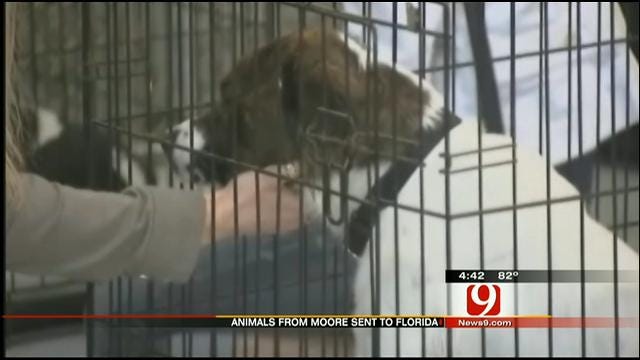 Animals Rescued Before OK Storms Sent To Florida Shelter Due To Overcrowding