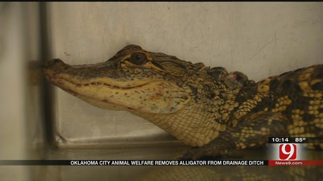Oklahoma City Animal Welfare Removes Alligator From Drainage Ditch