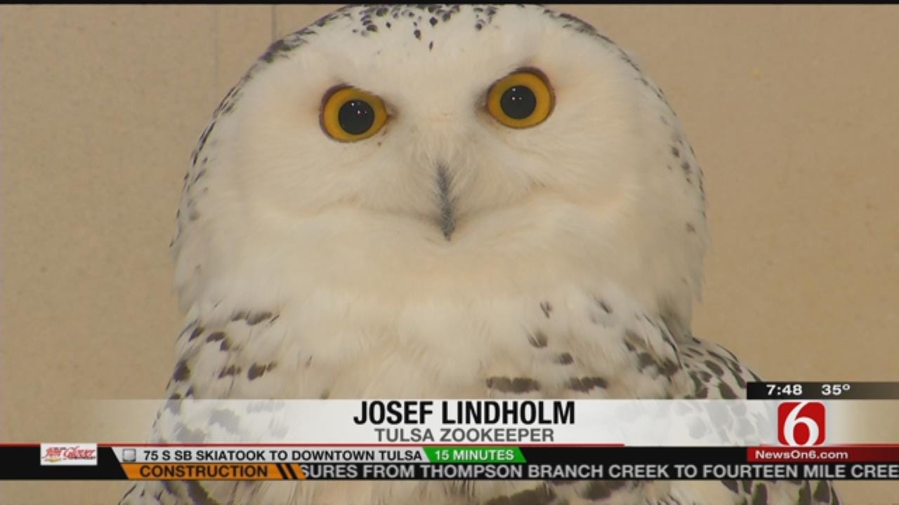 Wild Wednesday: Snowy Owls At The Tulsa Zoo