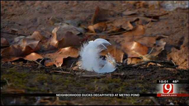 Ducks Found Decapitated Near Edmond Neighborhood Pond