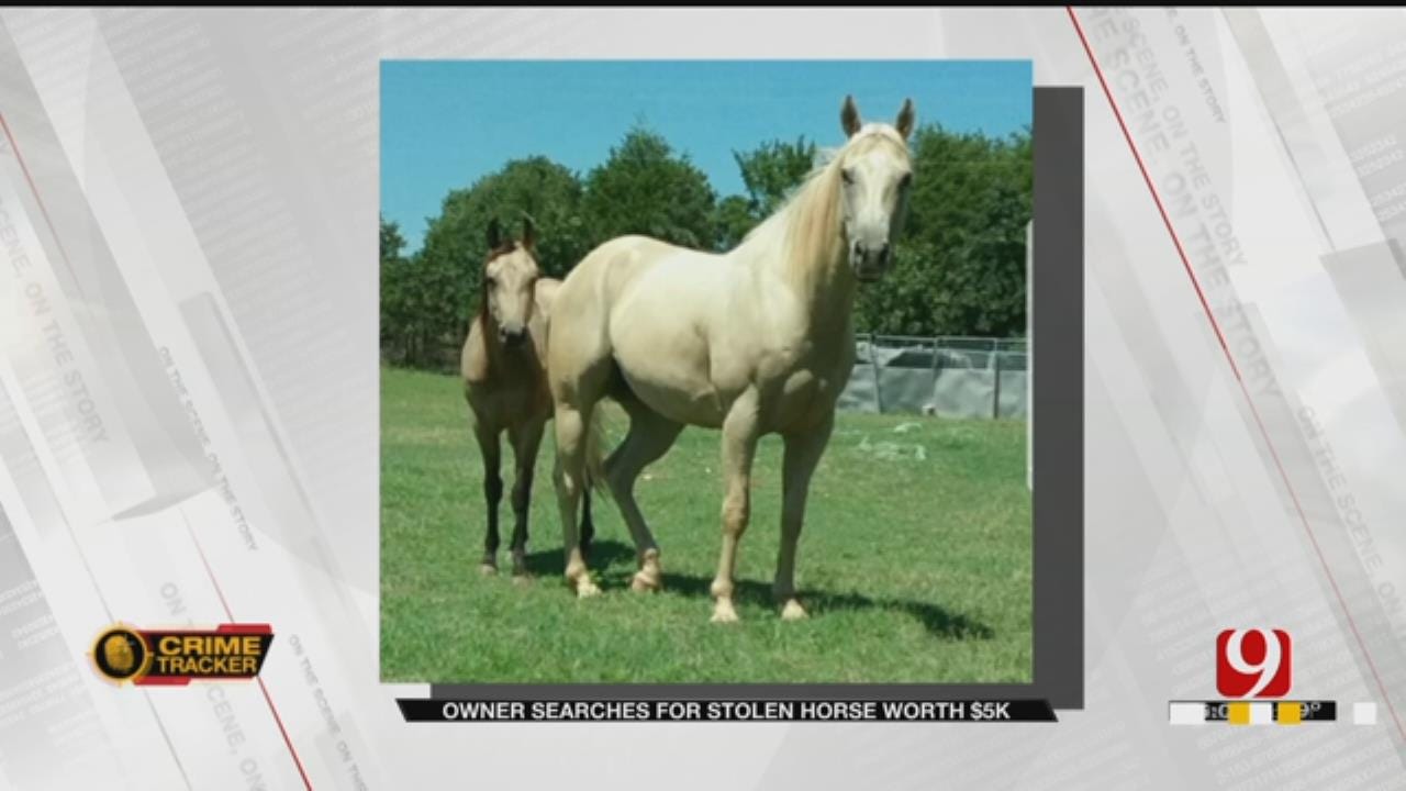 Palomino Horse Worth $5,000 Stolen From NE OKC Home