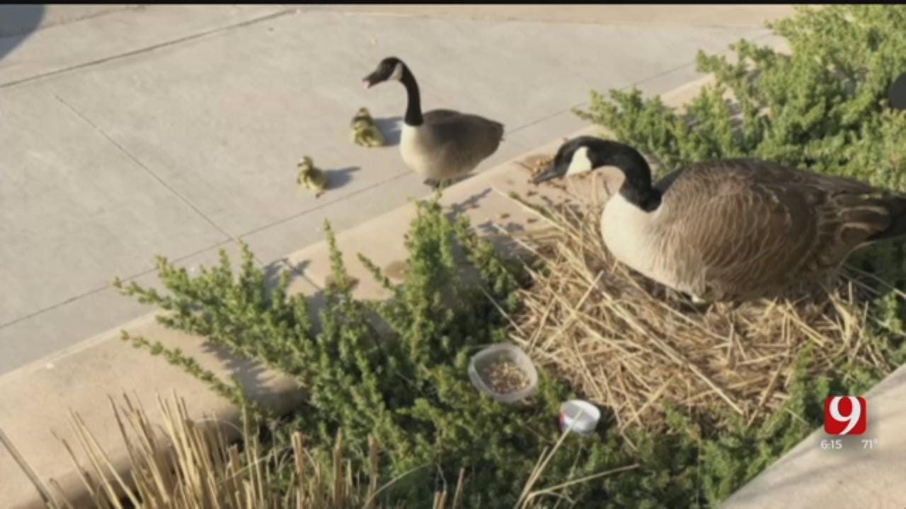 Geese Take Up Residence At Moore Police Department
