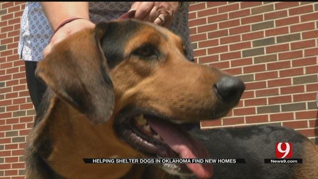 Two Groups Partner To Help Shelter Dogs In OK Find New Homes