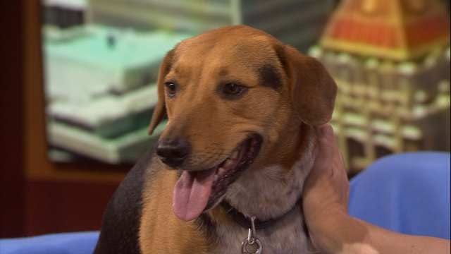 Radar, The News On 6 Weather Dog's 'Shelter Me' Video