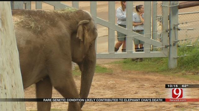 OKC Zoo: Rare Condition Contributed To Elephant's Unexpected Death
