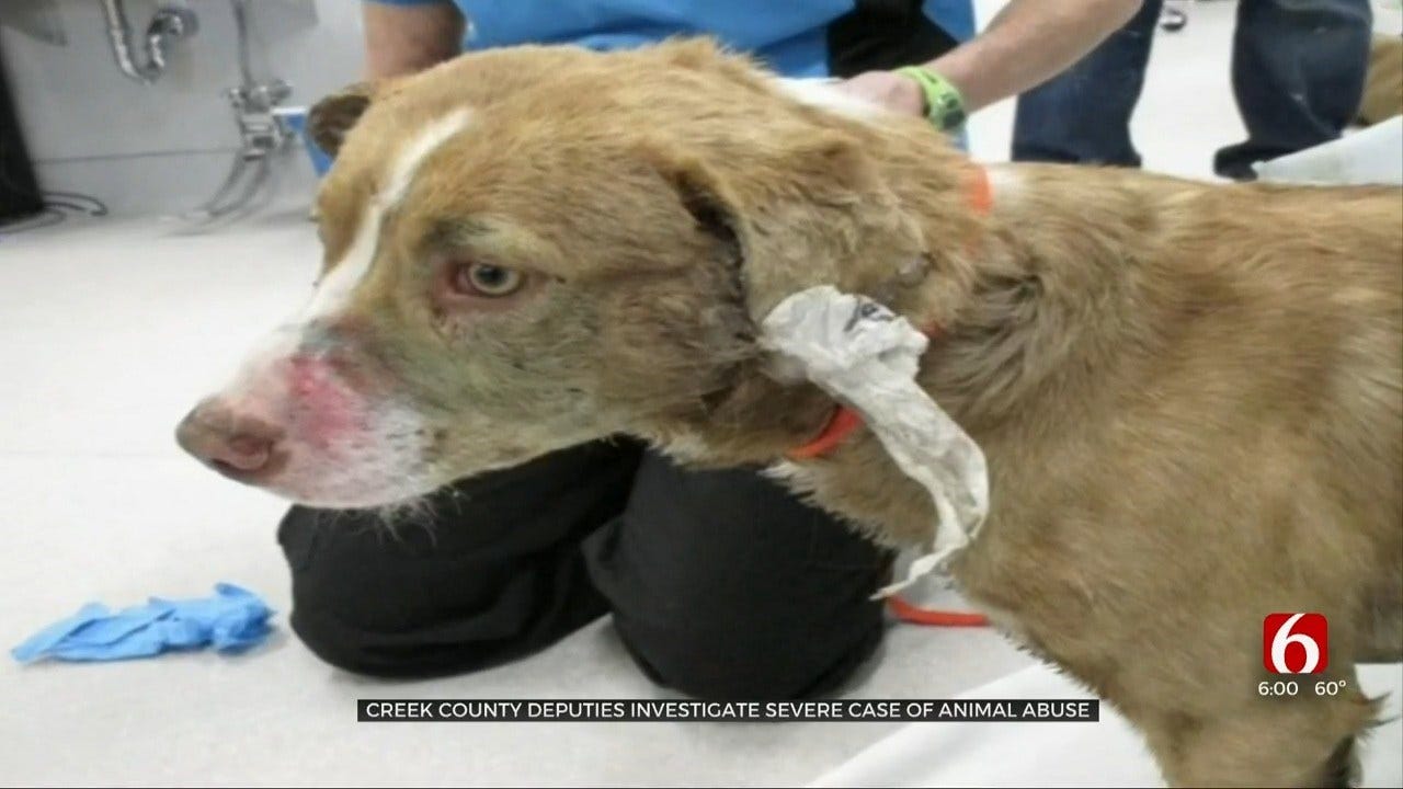 Creek Co. Deputies Search For Person Responsible After Dog Found Left For Dead
