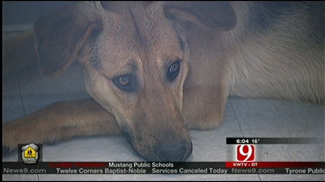 Police Search For Owner Who Abandoned Dog At Edmond Animal Shelter
