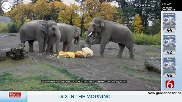 WATCH: Elephants Take Part In The Squishing Of The Squash