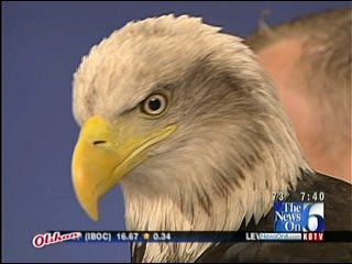 Bald Eagle Visits Six in the Morning
