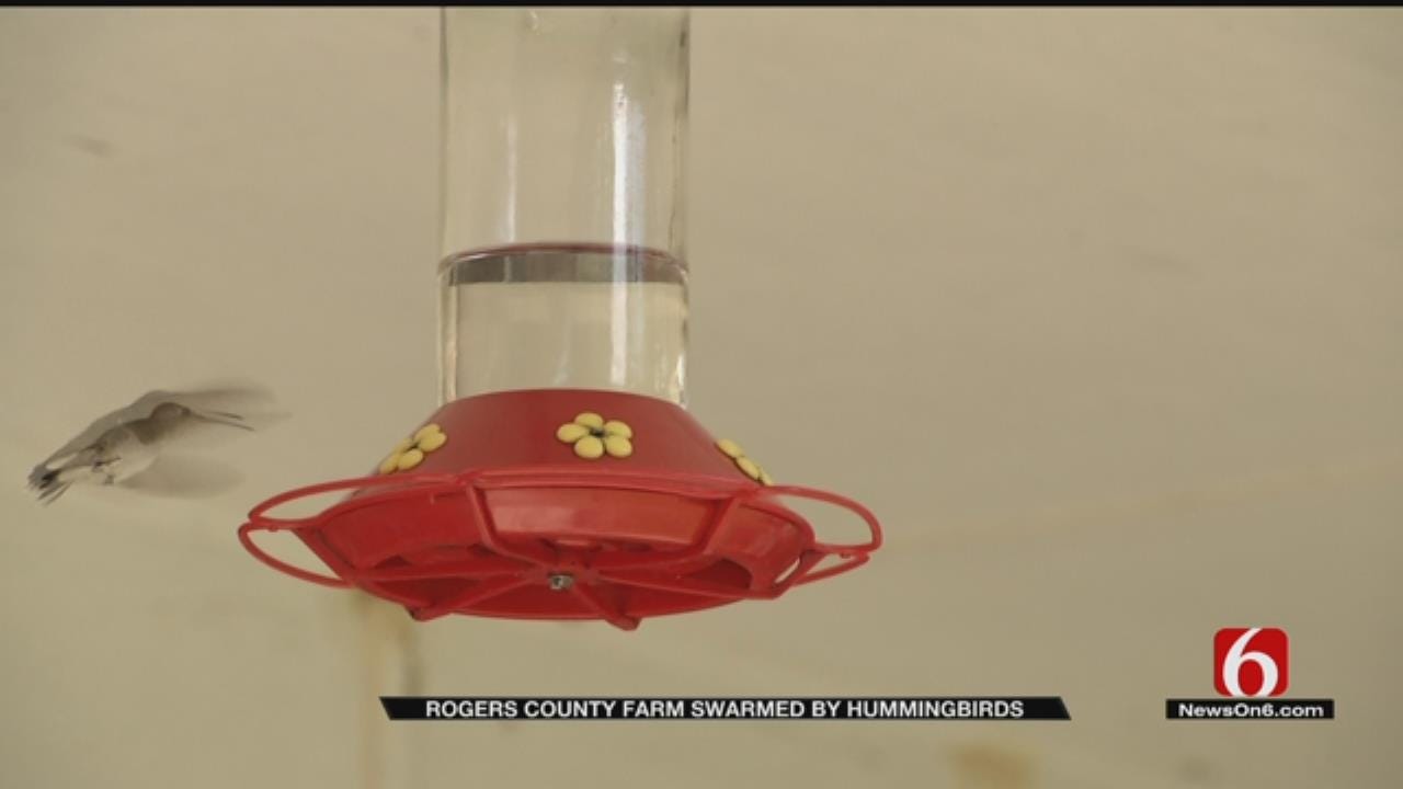 Rogers County Couple's Home A Hummingbird Magnet