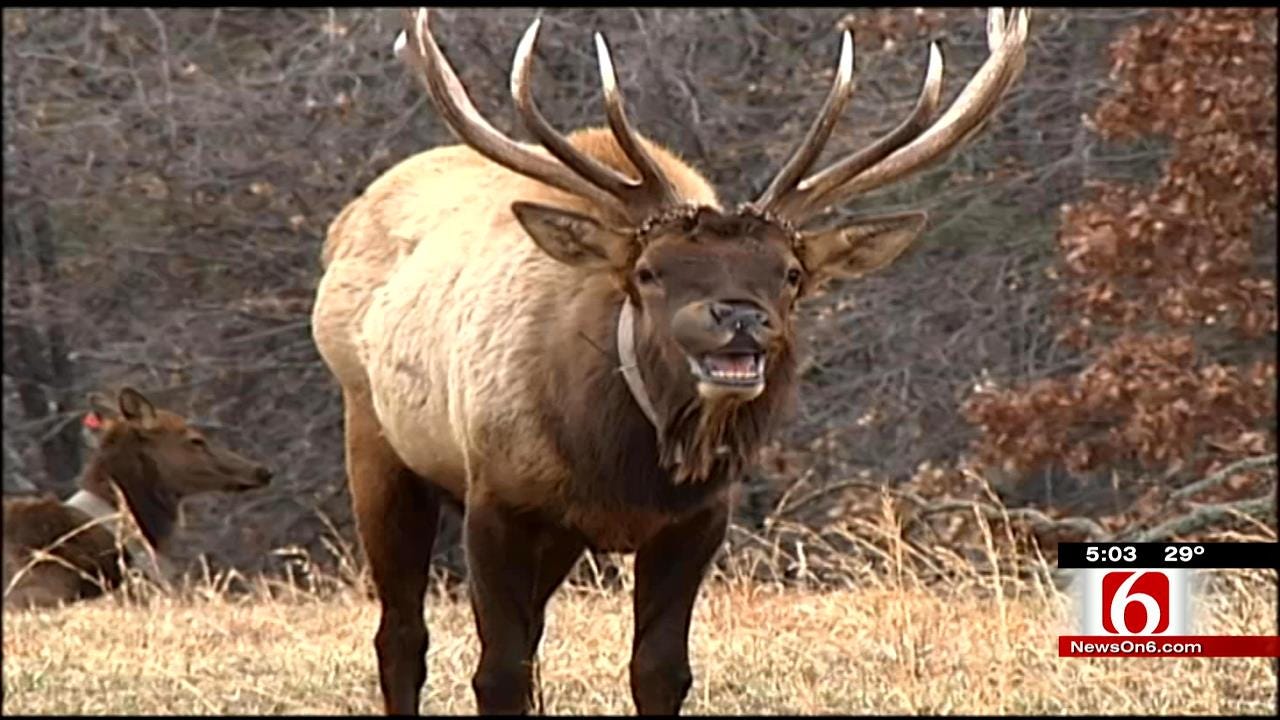 Oklahoma Game Wardens Using Facebook To Crack Down On Poachers