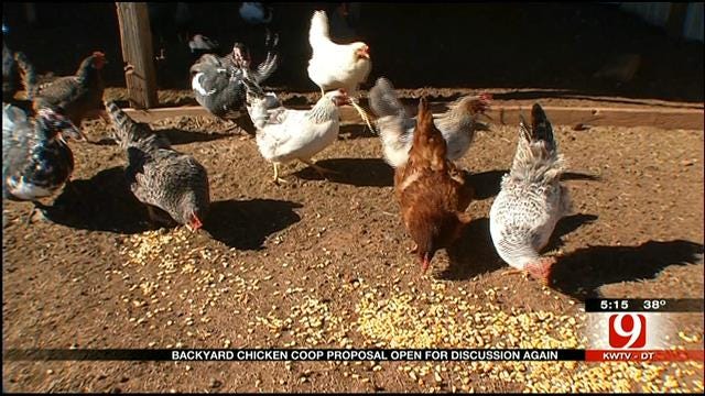 A Plan For Urban Chickens Has Hatched Again In OKC