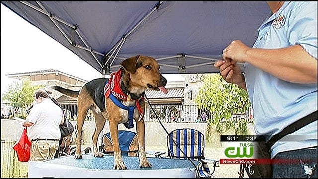 Pets, Owners Take Advantage Of Nice Weather For Woofstock