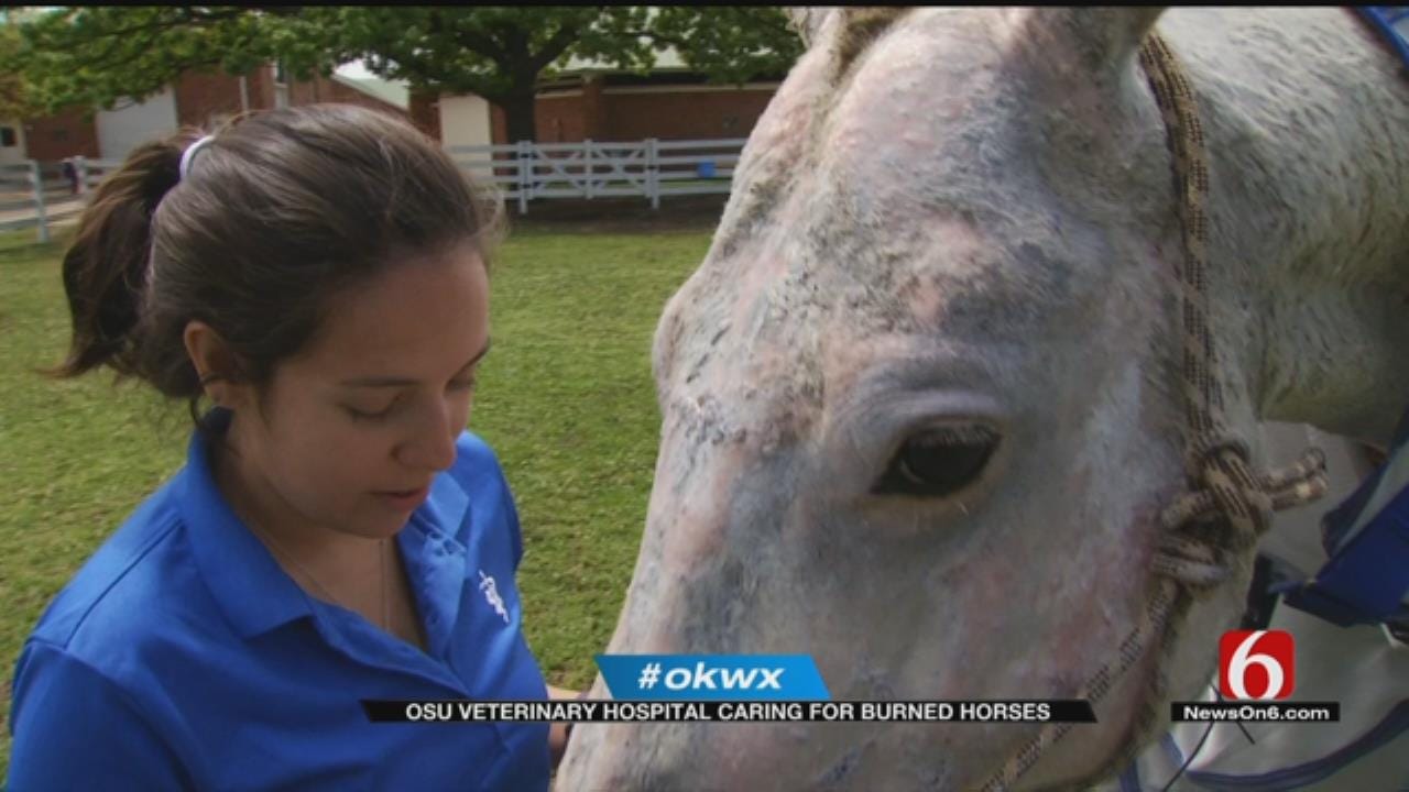 Horses Burned In Wildfires Receive Care From OSU Vet Students
