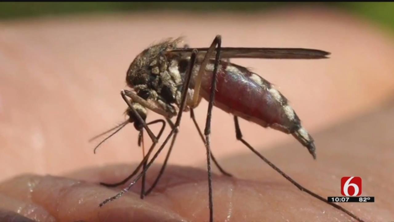 Summer Weather In Oklahoma Is Perfect For Breeding Mosquitoes