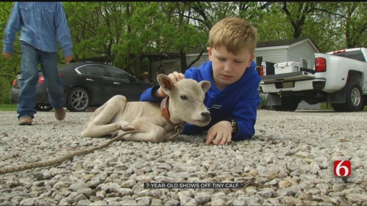 Tiny Calf Born To Oklahoma Family Makes A Friend For Life