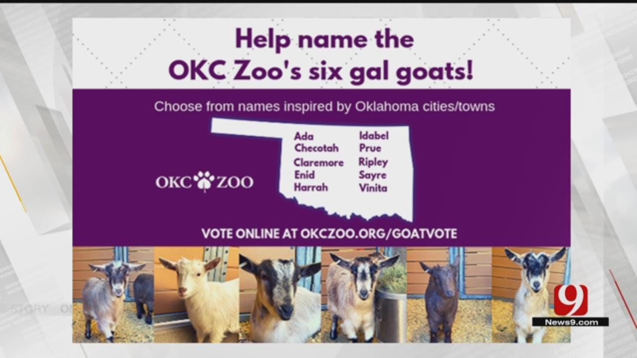 OKC Zoo Holding Vote To Name New Pigmy Goats