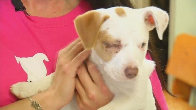 Rescuers Find Puppy Thrown From Car In Glenpool