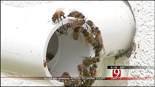 Killer Bees Swarming Into Oklahoma