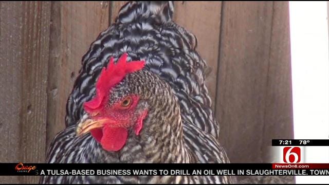 Fly The Coop: Unusual Family Pets