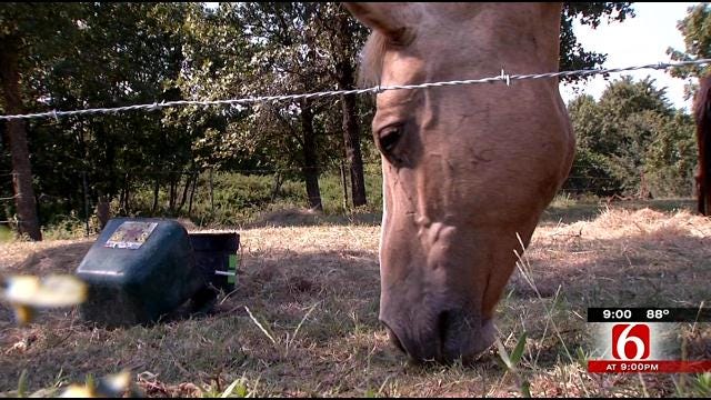 Groups Caring For Washington County Abused Horses Need Funding